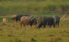 Wild Buffalo